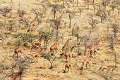 AFW 09 MH0049 01
Aerial View Of Reticulated Giraffes Walking Through Plains Kenya