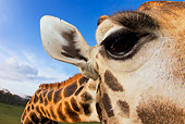 AFW 09 MH0050 01
Close-Up Of Rothschild Giraffe In Giraffe Manor, Kenya