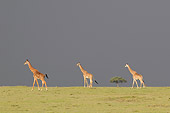 AFW 09 NE0018 01
Giraffes Walking On Serengeti Plains Before Storm Kenya