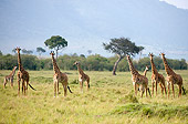 AFW 09 NE0019 01
Herd Of Masai Giraffes Standing In Masai Mara National Reserve, Kenya