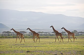 AFW 09 NE0020 01
Herd Of Rothschild Giraffes Walking Through Amboseli National Park, Kenya