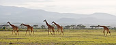 AFW 09 NE0021 01
Herd Of Rothschild Giraffes Walking Through Amboseli National Park, Kenya