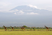AFW 09 NE0022 01
Herd Of Rothschild Giraffes Walking With Mount Kilimanjaro In Background Kenya