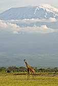 AFW 09 NE0023 01
Rothschild Giraffe Standing With Mount Kilimanjaro In Background Kenya