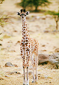 AFW 09 NE0024 01
Baby Giraffe Standing In Serengeti Plains Masai Mara, Kenya