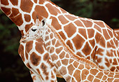 AFW 09 RK0046 02
Mother And Calf Giraffe