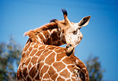 AFW 09 RK0050 29
Head Shot Of Giraffe Blue Sky