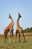 AFW 09 DB0002 01
African Masai Giraffes Fighting