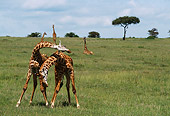AFW 09 DB0005 01
Male Masai Giraffes Fighting On Savanna