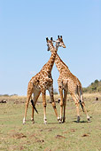 AFW 09 DB0007 01
Two Masai Giraffe Bulls Standing On Savanna