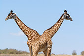 AFW 09 DB0008 01
Two Masai Giraffe Bulls Standing On Savanna
