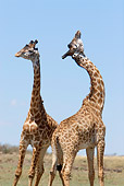 AFW 09 DB0009 01
Two Masai Giraffe Bulls Sparring On Savanna
