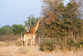 AFW 09 DS0001 01
Giraffe Standing By Tree On Savanna