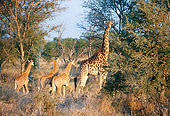 AFW 09 DS0002 01
Giraffe Cow And Three Calves Standing By Tree On Savanna