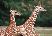 AFW 09 GR0001 01
Two Reticulated Giraffe Calves Laying On Grass Profile