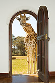 AFW 09 JZ0001 01
Humorous Giraffe Peering Through Open Door Giraffe Manor Kenya