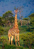 AFW 09 KH0001 01
Rothschild Giraffe Standing On Savanna