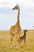 AFW 09 NE0002 01
Giraffe Calf Standing By Mother On Savanna Kenya