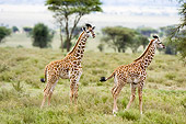 AFW 09 NE0004 01
Two Juvenile Masai Giraffes Standing On Savanna Tanzania