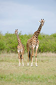 AFW 09 NE0005 01
Masai Giraffe Mother And Calf Standing On Savanna Kenya