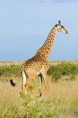AFW 09 NE0008 01
Masai Giraffe Walking On Savanna Kenya