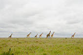 AFW 09 NE0009 01
Herd Of Masai Giraffes Walking On Savanna In Distance Kenya