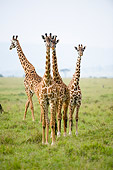 AFW 09 NE0010 01
Four Masai Giraffes Standing On Savanna Kenya