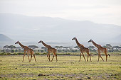 AFW 09 NE0011 01
Four Rothschild Giraffes Walking On Savanna Near Mountain Kenya