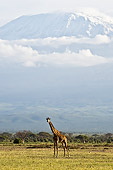 AFW 09 NE0012 01
Rothschild Giraffe Standing On Savanna Near Mount Kilimanjaro Kenya