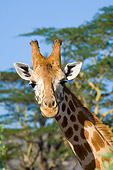 AFW 09 NE0013 01
Rothschild Giraffe Kenya Head Shot