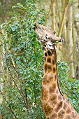 AFW 09 NE0014 01
Rothschild Giraffe Eating Leaves Off Tree Kenya