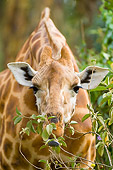 AFW 09 NE0015 01
Rothschild Giraffe Eating Leaves Off Tree Kenya Head Shot