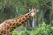 AFW 09 NE0016 01
Rothschild Giraffe By Shrub And Trees Kenya