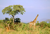 AFW 09 RF0002 01
Masai Giraffe Standing On Savanna By Tree Blue Sky Tanzania