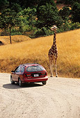 AFW 09 RK0004 03
Giraffe Walking Along Path By Car (Giraffa Camelopardalis)