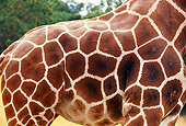 AFW 09 RK0005 01
Close Up Of Reticulated Giraffe's Fur (Giraffa Camelopardalis)