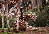 AFW 09 RK0014 01
Baby Reticulated Giraffe Laying Down Next To Mother