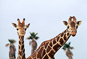 AFW 09 RK0015 04
Head Shots Of Reticulated Giraffe Blue Sky