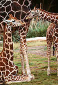 AFW 09 RK0033 03
Mother And Two Baby Reticulated Giraffes On Grass