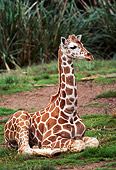 AFW 09 RK0038 03
Baby Reticulated Giraffe Sitting Down