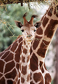 AFW 09 RK0047 03
Mother And Baby Reticulated Giraffe Eating With Food In Mouth
