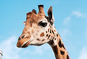 AFW 09 RK0050 27
Head Shot Of Giraffe Blue Sky