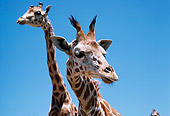 AFW 09 RK0050 32
Head Shot Of Giraffe Blue Sky