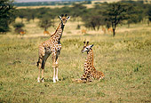 AFW 09 RW0001 01
Two Masai Giraffe Calves Standing On Savanna Kenya