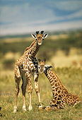 AFW 09 RW0002 01
Two Newborn Masai Giraffe Calves Standing On Savanna Kenya