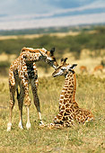 AFW 09 RW0003 01
Two Newborn Masai Giraffe Calves Nuzzling On Savanna Kenya