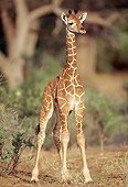 AFW 09 RW0004 01
Reticulated Giraffe Calf Standing By Shrub Kenya