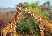 AFW 09 RW0005 01
Two Reticulated Giraffes Standing By Shrub Kenya