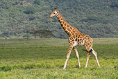 AFW 09 RW0006 01
Rothschild Giraffe Walking On Grass Savanna Kenya