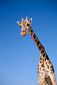AFW 09 TK0001 01
Low Angle View Of Masai Giraffe Standing Blue Sky Tanzania